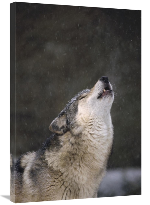 Global Gallery GCS-452805-2436-142 24 x 36 in. Timber Wolf Howling&#44