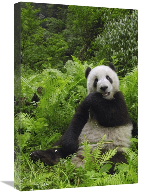 Global Gallery GCS-397880-1624-142 16 x 24 in. Giant Panda Eating Bamb