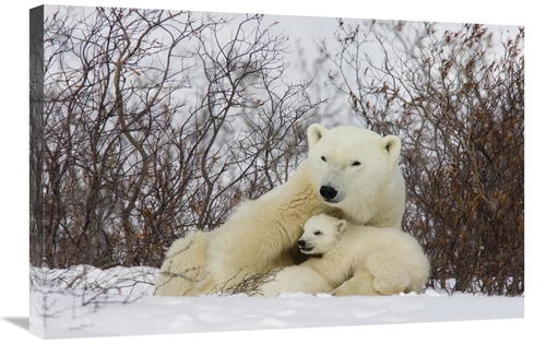 Global Gallery GCS-395395-2030-142 20 x 30 in. Three Month Old Polar B