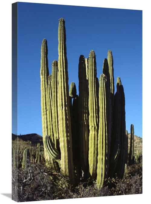 Global Gallery GCS-451713-2030-142 20 x 30 in. Cardon Cacti, Santa