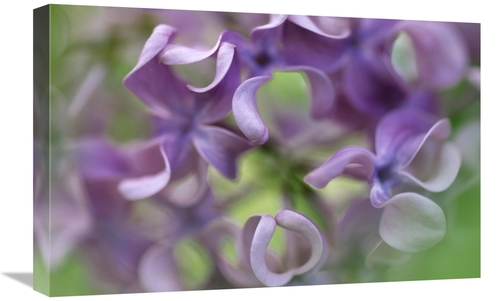 Global Gallery GCS-398266-1624-142 16 x 24 in. Lilac Flower, Close