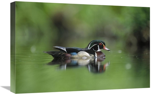 Global Gallery GCS-396295-1624-142 16 x 24 in. Wood Duck Male Portrait