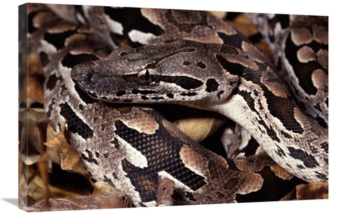 Global Gallery GCS-397233-2030-142 20 x 30 in. Madagascar Ground Boa M