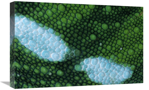 Global Gallery GCS-395308-1624-142 16 x 24 in. Panther Chameleon Detai