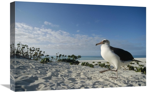 Global Gallery GCS-451428-1624-142 16 x 24 in. Laysan Albatross At Col