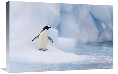 Global Gallery GCS-395823-2030-142 20 x 30 in. Adelie Penguin on Melti