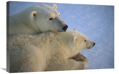 Global Gallery GCS-450942-2030-142 20 x 30 in. Polar Bear & Cub At Daw