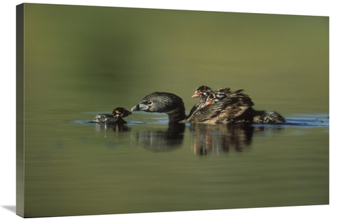 Global Gallery GCS-397088-2436-142 24 x 36 in. Pied-Billed Grebe Paren