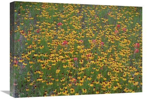 Global Gallery GCS-452044-1824-142 18 x 24 in. Paintbrush & Coreopsis 