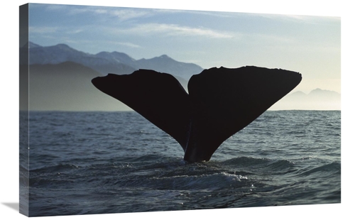 20 x 30 in. Sperm Whale Diving, New Zealand Art Print - Flip Nickl