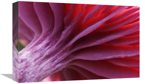 Global Gallery GCS-398268-1218-142 12 x 18 in. Mushroom Detail of Unde