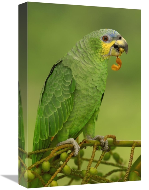 Global Gallery GCS-453219-1218-142 12 x 18 in. Orange-Winged Parrot Pe
