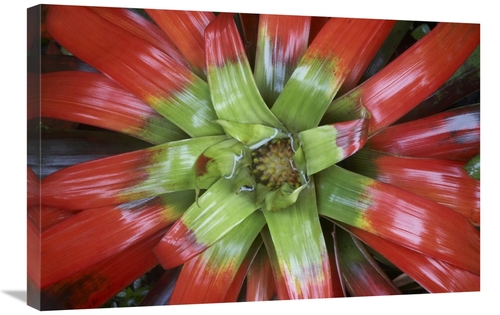 Global Gallery GCS-395975-2030-142 20 x 30 in. Bromeliad Flower, C