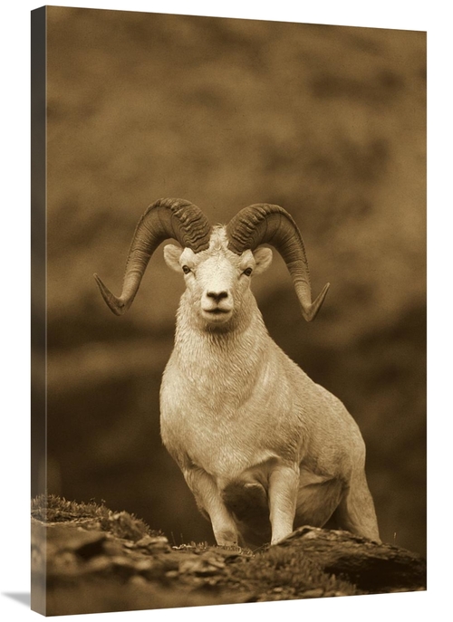 Global Gallery GCS-453676-2436-142 24 x 36 in. Dalls Sheep Ram on Rock