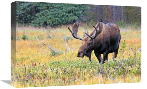 Global Gallery GCS-486506-22-142 22 in. Bull Moose Art Print - Vic Sch