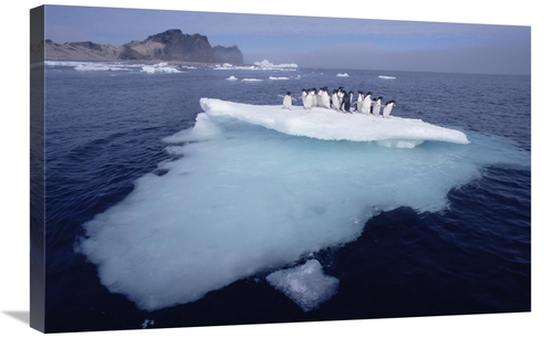 Global Gallery GCS-451544-2030-142 20 x 30 in. Adelie Penguins Crowdin