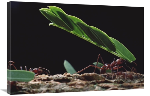 Global Gallery GCS-450703-2436-142 24 x 36 in. Leafcutter Ant Group Gr