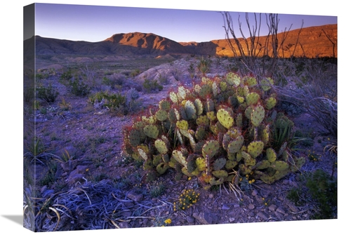 Global Gallery GCS-396772-1824-142 18 x 24 in. Opuntia in Chihuahuan D