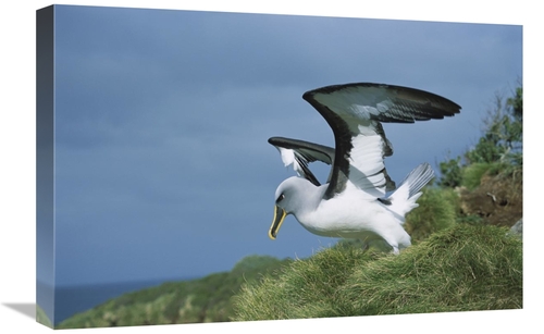 Global Gallery GCS-451669-1624-142 16 x 24 in. Bullers Albatross Breed