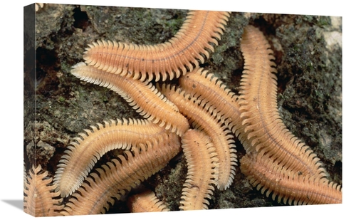 Global Gallery GCS-451017-1624-142 16 x 24 in. Millipede Brood, Ne