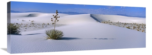 Global Gallery GCS-452624-36-142 36 in. Soaptree Yucca in Gypsum Dunes