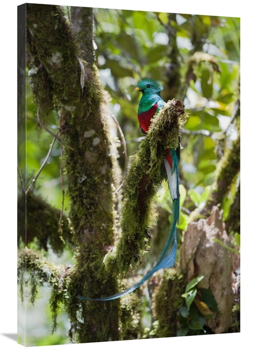 Global Gallery GCS-452660-2436-142 24 x 36 in. Resplendent Quetzal Mal