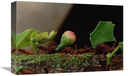 Global Gallery GCS-450771-1218-142 12 x 18 in. Leafcutter Ant Workers 