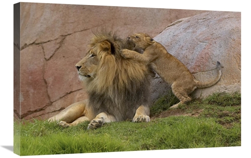 Global Gallery GCS-450880-2030-142 20 x 30 in. African Lion Cub Playin