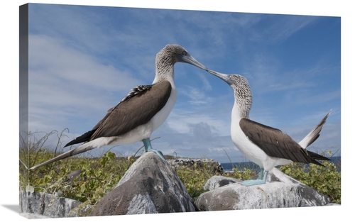 Global Gallery GCS-395647-2030-142 20 x 30 in. Blue-Footed Boobies in 