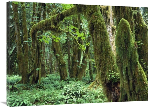 Global Gallery GCS-452007-3040-142 30 x 40 in. Maple Glade, Quinau