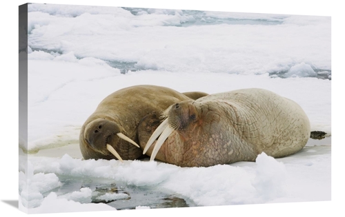 Global Gallery GCS-452707-2030-142 20 x 30 in. Walrus Male & Female on