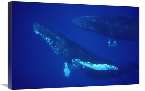 Global Gallery GCS-450786-2030-142 20 x 30 in. Humpback Whale Friendly