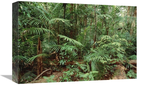 Global Gallery GCS-395783-1218-142 12 x 18 in. Mixed Lowland Dipteroca