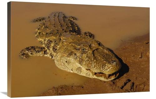 Global Gallery GCS-453212-2436-142 24 x 36 in. Broad-Snouted Caiman Em