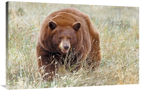 Global Gallery GCS-486437-44-142 44 in. Cinnamon Bear Art Print - Vic 