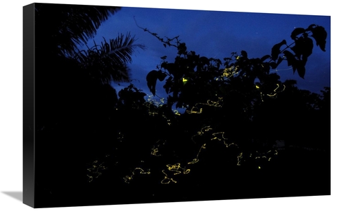 Global Gallery GCS-397560-1624-142 16 x 24 in. Firefly Group Lighting 