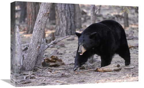 Global Gallery GCS-486530-22-142 22 in. Spring Black Bear Art Print - 