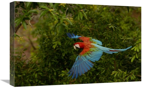 16 x 24 in. Red & Green Macaw Flying, Mato Grosso Do Sul, Braz