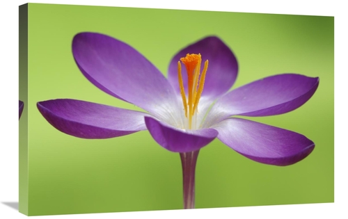 Global Gallery GCS-398005-2030-142 20 x 30 in. Dutch Crocus Flower&#44