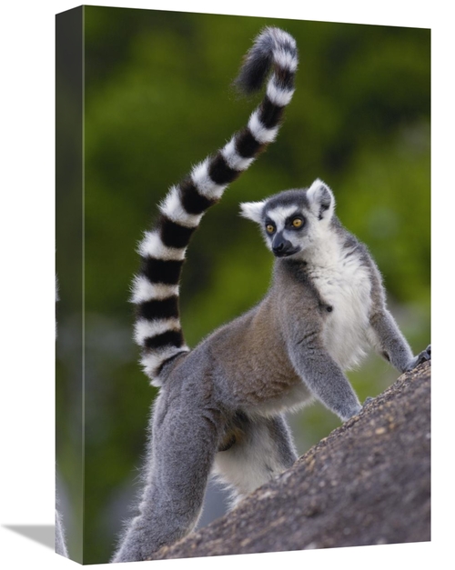 Global Gallery GCS-397953-1218-142 12 x 18 in. Ring-Tailed Lemur Portr