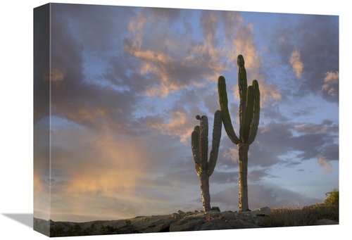 Global Gallery GCS-396081-1216-142 12 x 16 in. Saguaro Cacti, Cabo