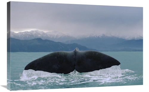 Global Gallery GCS-450779-2436-142 24 x 36 in. Sperm Whale Tail Art Pr