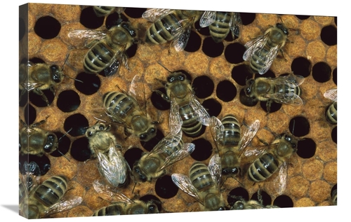 Global Gallery GCS-452361-2030-142 20 x 30 in. Honey Bee Workers on Ho