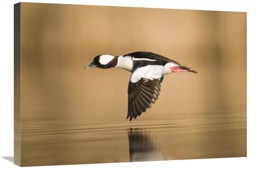 Global Gallery GCS-397386-30-142 30 in. Bufflehead Male Flying, Is