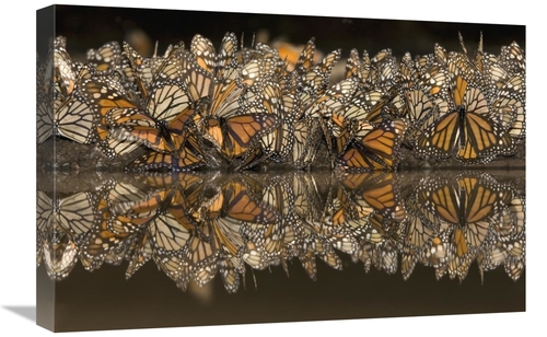 Global Gallery GCS-395365-1624-142 16 x 24 in. Monarch Butterflies Gat