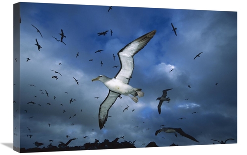 Global Gallery GCS-451680-2030-142 20 x 30 in. Salvins Albatrosses Ret