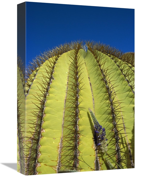 Global Gallery GCS-395667-1218-142 12 x 18 in. Giant Barrel Cactus Det