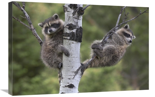 Global Gallery GCS-452202-2030-142 20 x 30 in. Raccoon Two Babies in T