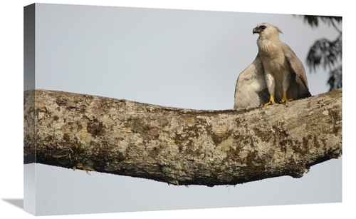 Global Gallery GCS-453206-1624-142 16 x 24 in. Harpy Eagle Chick in A 