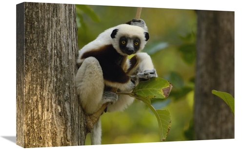 Global Gallery GCS-453028-1624-142 16 x 24 in. Coquerels Sifaka Wester